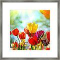 Beautiful Spring Tulips Framed Print