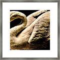 Beautiful Swan 331 Framed Print