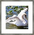 Beautiful Swan Wings Framed Print