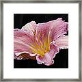 Beauty For Just A Day Framed Print