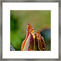 Beauty From Within Framed Print