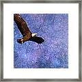 Beauty In Flight - Bald Eagle Framed Print