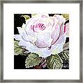 Beauty In Pink Framed Print