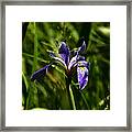 Beauty In The Grass Framed Print