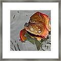 Beauty In The Water Framed Print