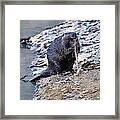 Beaver Sharpens Stick Framed Print