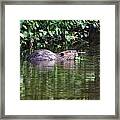 Beaver Swims In Nc Lake Framed Print