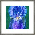 Beckoning Blue Iris Abstract Garden Art By Omaste Witkowski Framed Print