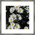 Bed Of Daisies Framed Print
