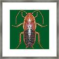 Bedazzled Roach Ii Framed Print