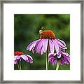 Bee And Flowers Framed Print