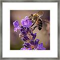 Honeybee Working Lavender Framed Print