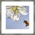 Bee And The Almond Blossom Framed Print