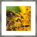 Bee At Work Framed Print