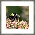 Bee Bokeh Framed Print