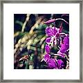 #bee #choosing #feeding #flower #pollen Framed Print