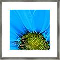 Bee On Blue Daisy Framed Print