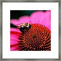 Bee On Flower Framed Print