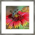 Bee On Indian Blanket Framed Print