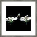 Bee Pollination Framed Print