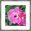 Bee Rosy Framed Print