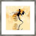 Bee Framed Print
