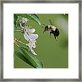 Bee With Apple Blossoms Framed Print