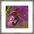 Beestill Framed Print