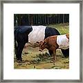 Belted Cow And Calf Framed Print
