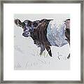 Belted Galloway Cow Illustration Framed Print