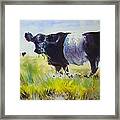 Belted Galloway Cow #2 Framed Print