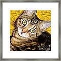 Bengal Cat Kitten Framed Print