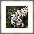 Bengal's White Tiger Framed Print
