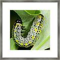 Berberis Sawfly Larva Framed Print