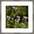 Bergamot Framed Print