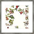 Berries Framed Print