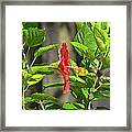 Best Close-up Green Hummingbird On Red Hibiscus Flower. Framed Print