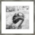 Between Black And White-01 Framed Print