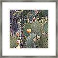 Between The Thorns Framed Print