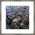 Big Buck Framed Print