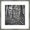 Big Cypress Tree Roots Framed Print