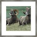 Big Horn Sheep 3 Framed Print