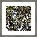 Big Oak Tree Framed Print