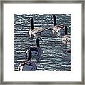 Big Spring Goose Art I Framed Print