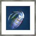 Bigfin Reef Squid Framed Print