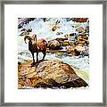 Bighorn In A Waterfall Framed Print