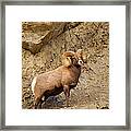 Bighorn Framed Print