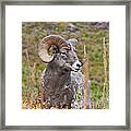 Bighorn Ram Framed Print