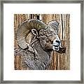 Bighorn Sheep Barnwood Framed Print