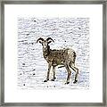 Bighorn Sheep Framed Print